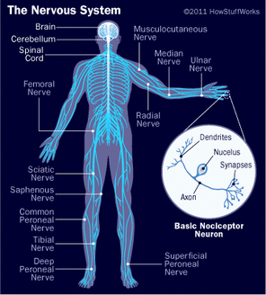 Diagram - Nervous System